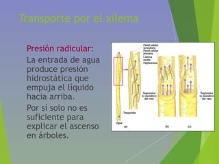 Transporte por el xilema
• Presión radicular:
• La entrada de agua
produce presión
hidrostática que
empuja el líquido
hacia arriba.
• Por sí solo no es
suficiente para
explicar el ascenso
en árboles.
 