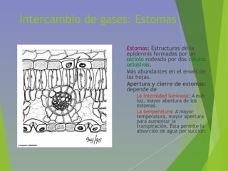 Intercambio de gases: Estomas
• Estomas: Estructuras de la
epidermis formadas por un
ostiolo rodeado por dos células
oclusivas.
• Más abundantes en el envés de
las hojas.
• Apertura y cierre de estomas:
depende de
• La intensidad luminosa: A más
luz, mayor abertura de los
estomas.
• La temperatura: A mayor
temperatura, mayor apertura
para aumentar la
transpiración. Ésta permite la
absorción de agua por succión.
 