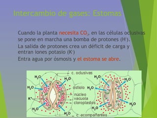 Intercambio de gases: Estomas
• Cuando la planta necesita CO2, en las células oclusivas
se pone en marcha una bomba de protones (H+
).
• La salida de protones crea un déficit de carga y
entran iones potasio (K+
)
• Entra agua por ósmosis y el estoma se abre.
 