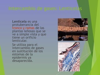 Intercambio de gases: Lenticelas
• Lenticela es una
protuberancia del
tronco y ramas de las
plantas leñosas que se
ve a simple vista y que
tiene un orificio
lenticular.
• Se utiliza para el
intercambio de gases
en sustitución de los
estomas de la
epidermis ya
desaparecida.
 