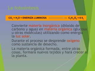 La fotosíntesis
• Convierte materia inorgánica (dióxido de
carbono y agua) en materia orgánica (glucosa
u otras moléculas) utilizando como energía
la luz solar.
• Durante el proceso se desprende oxígeno
como sustancia de desecho.
• La materia orgánica formada, entre otras
cosas, formará nuevos tejidos y hará crecer a
la planta.
CO2
+ H2
O + ENERGÍA LUMINOSA C6
H12
O6
+ 6 02
 