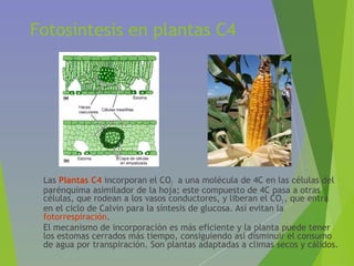 Fotosíntesis en plantas C4
• Las Plantas C4 incorporan el CO2 a una molécula de 4C en las células del
parénquima asimilador de la hoja; este compuesto de 4C pasa a otras
células, que rodean a los vasos conductores, y liberan el CO2 , que entra
en el ciclo de Calvin para la síntesis de glucosa. Así evitan la
fotorrespiración.
• El mecanismo de incorporación es más eficiente y la planta puede tener
los estomas cerrados más tiempo, consiguiendo así disminuir el consumo
de agua por transpiración. Son plantas adaptadas a climas secos y cálidos.
 