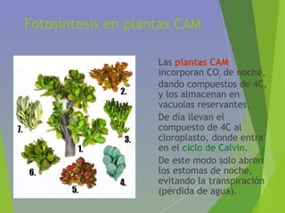 Fotosíntesis en plantas CAM
• Las plantas CAM
incorporan CO2 de noche,
dando compuestos de 4C,
y los almacenan en
vacuolas reservantes.
• De día llevan el
compuesto de 4C al
cloroplasto, donde entra
en el ciclo de Calvin.
• De este modo solo abren
los estomas de noche,
evitando la transpiración
(pérdida de agua).
 