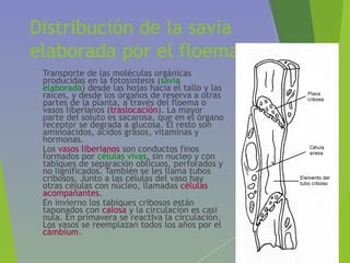 Distribución de la savia
elaborada por el floema
• Transporte de las moléculas orgánicas
producidas en la fotosíntesis (savia
elaborada) desde las hojas hacia el tallo y las
raíces, y desde los órganos de reserva a otras
partes de la planta, a través del floema o
vasos liberianos (traslocación). La mayor
parte del soluto es sacarosa, que en el órgano
receptor se degrada a glucosa. El resto son
aminoácidos, ácidos grasos, vitaminas y
hormonas.
• Los vasos liberianos son conductos finos
formados por células vivas, sin núcleo y con
tabiques de separación oblícuos, perforados y
no lignificados. También se les llama tubos
cribosos. Junto a las células del vaso hay
otras células con núcleo, llamadas células
acompañantes.
• En invierno los tabiques cribosos están
taponados con calosa y la circulación es casi
nula. En primavera se reactIva la circulación.
Los vasos se reemplazan todos los años por el
cámbium.
 