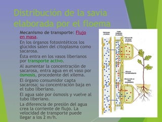Distribución de la savia
elaborada por el floema
• Mecanismo de transporte: Flujo
en masa.
• En los órganos fotosintéticos los
glúcidos salen del citoplasma como
sacarosa.
• Ésta entra en los vasos liberianos
por transporte activo.
• Al aumentar la concentración de
sacarosa, entra agua en el vaso por
ósmosis, procedente del xilema.
• El órgano consumidor capta
sacarosa; su concentración baja en
el tubo liberiano.
• El agua sale por ósmosis y vuelve al
tubo liberiano.
• La diferencia de presión del agua
crea la corriente de flujo. La
velocidad de transporte puede
llegar a los 2 m/h.
 