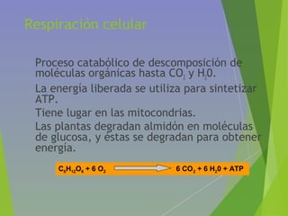 Respiración celular
• Proceso catabólico de descomposición de
moléculas orgánicas hasta CO2 y H20.
• La energía liberada se utiliza para sintetizar
ATP.
• Tiene lugar en las mitocondrias.
• Las plantas degradan almidón en moléculas
de glucosa, y éstas se degradan para obtener
energía.
C6H12O6 + 6 O2 6 CO2 + 6 H20 + ATP
 