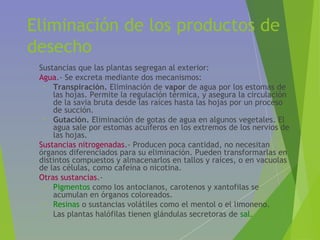 Eliminación de los productos de
desecho
• Sustancias que las plantas segregan al exterior:
• Agua.- Se excreta mediante dos mecanismos:
• Transpiración. Eliminación de vapor de agua por los estomas de
las hojas. Permite la regulación térmica, y asegura la circulación
de la savia bruta desde las raíces hasta las hojas por un proceso
de succión.
• Gutación. Eliminación de gotas de agua en algunos vegetales. El
agua sale por estomas acuíferos en los extremos de los nervios de
las hojas.
• Sustancias nitrogenadas.- Producen poca cantidad, no necesitan
órganos diferenciados para su eliminación. Pueden transformarlas en
distintos compuestos y almacenarlos en tallos y raíces, o en vacuolas
de las células, como cafeína o nicotina.
• Otras sustancias.-
• Pigmentos como los antocianos, carotenos y xantofilas se
acumulan en órganos coloreados.
• Resinas o sustancias volátiles como el mentol o el limoneno.
• Las plantas halófilas tienen glándulas secretoras de sal.
 