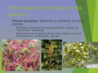 Otros tipos de nutrición en las
plantas
• Plantas parásitas: Obtienen su alimento de otras
plantas.
• Obtienen savia bruta de otraas plantas, y hacen la
fotosíntesis. Muérdago.
• Obtienen la savia elaborada de otras plantas y no son
fotosintéticas. Orobanque, cuscuta.
 