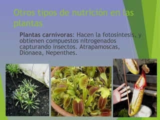 Otros tipos de nutrición en las
plantas
• Plantas carnívoras: Hacen la fotosíntesis, y
obtienen compuestos nitrogenados
capturando insectos. Atrapamoscas,
Dionaea, Nepenthes.
 