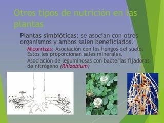 Otros tipos de nutrición en las
plantas
• Plantas simbióticas: se asocian con otros
organismos y ambos salen beneficiados.
• Micorrizas: Asociación con los hongos del suelo.
Éstos les proporcionan sales minerales.
• Asociación de leguminosas con bacterias fijadoras
de nitrógeno (Rhizobium)
 