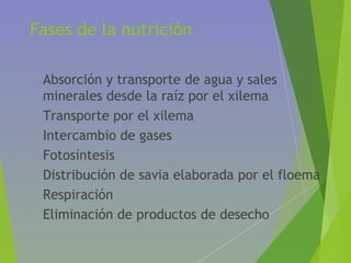 Fases de la nutrición
• Absorción y transporte de agua y sales
minerales desde la raíz por el xilema
• Transporte por el xilema
• Intercambio de gases
• Fotosíntesis
• Distribución de savia elaborada por el floema
• Respiración
• Eliminación de productos de desecho
 