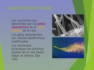 Absorción por la raíz
• Los nutrientes son
absorbidos por los pelos
absorbentes de la zona
pilífera de la raíz.
• Los pelos absorbentes
son células epidérmicas
modificadas.
• Los nutrientes
atraviesan los distintos
tejidos de la raíz hasta
llegar al xilema. Dos
vías:
 