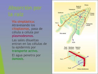 Absorción por
la raíz
• Vía simplástica:
Atravesando los
citoplasmas, pasa de
célula a célula por
plasmodesmos.
• Las sales disueltas
entran en las células de
la epidermis por
transporte activo.
• El agua penetra por
ósmosis.
 