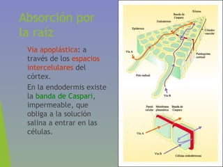 Absorción por
la raíz
• Vía apoplástica: a
través de los espacios
intercelulares del
córtex.
• En la endodermis existe
la banda de Caspari,
impermeable, que
obliga a la solución
salina a entrar en las
células.
 