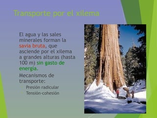 Transporte por el xilema
• El agua y las sales
minerales forman la
savia bruta, que
asciende por el xilema
a grandes alturas (hasta
100 m) sin gasto de
energía.
• Mecanismos de
transporte:
• Presión radicular
• Tensión-cohesión
 