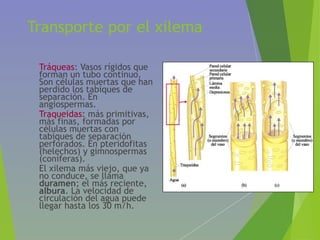 Transporte por el xilema
• Tráqueas: Vasos rígidos que
forman un tubo continuo.
Son células muertas que han
perdido los tabiques de
separación. En
angiospermas.
• Traqueidas: más primitivas,
más finas, formadas por
células muertas con
tabiques de separación
perforados. En pteridofitas
(helechos) y gimnospermas
(coníferas).
• El xilema más viejo, que ya
no conduce, se llama
duramen; el más reciente,
albura. La velocidad de
circulación del agua puede
llegar hasta los 30 m/h.
 