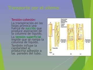 Transporte por el xilema
• Tensión-cohesión:
• La transpiración en las
hojas provoca una
fuerza de succión que
produce aspiración de
la columna de líquido.
• La tensión superficial
impide que se rompa la
columna de líquido.
• También influye la
capilaridad al
producirse adhesión a
las paredes del tubo.
 