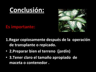 Conclusión: Es importante: 1.Regar copiosamente después de la  operación de transplante o repicado. 2.Preparar bien el terreno  (jardín) 3.Tener claro el tamaño apropiado  de maceta o contenedor . 