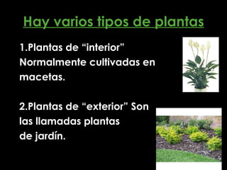Hay varios tipos de plantas 1.Plantas de “interior”  Normalmente cultivadas en  macetas. 2.Plantas de “exterior” Son  las llamadas plantas  de jardín. 