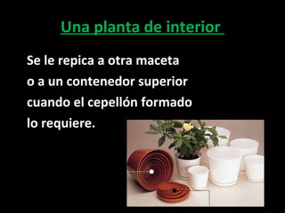 Una planta de interior  Se le repica a otra maceta  o a un contenedor superior  cuando el cepellón formado  lo requiere. 