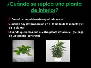 ¿ Cuándo se repica una planta de interior ? 1 .  Cuando el cepellón está repleto de raíces. 2 . Cuando hay desproporción en el tamaño de la maceta y el de la planta. 3 .Cuando queremos que nuestra planta desarrolle.  (Se haga de un tamaño  concreto) 