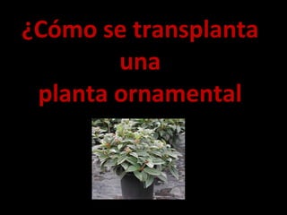 ¿Cómo se trans planta una planta ornamental 