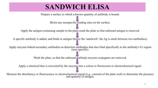 SANDWICH ELISA
Prepare a surface to which a known quantity of antibody is bound.
Block any nonspecific binding sites on the surface.
Apply the antigen-containing sample to the plate,wash the plate so that unbound antigen is removed.
A specific antibody is added, and binds to antigen (hence the 'sandwich': the Ag is stuck between two antibodies);
Apply enzyme-linked secondary antibodies as detection antibodies that also bind specifically to the antibody's Fc region
(non-specific).
Wash the plate, so that the unbound antibody-enzyme conjugates are removed.
Apply a chemical that is converted by the enzyme into a colour or fluorescent or electrochemical signal.
Measure the absorbency or fluorescence or electrochemical signal (e.g., current) of the plate wells to determine the presence
and quantity of antigen.
12
 