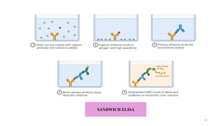SANDWICH ELISA
13
 