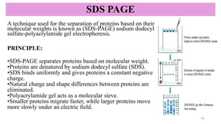 SDS PAGE
A technique used for the separation of proteins based on their
molecular weights is known as (SDS-PAGE) sodium dodecyl
sulfate-polyacrylamide gel electrophoresis.
PRINCIPLE:
•SDS-PAGE separates proteins based on molecular weight.
•Proteins are denatured by sodium dodecyl sulfate (SDS).
•SDS binds uniformly and gives proteins a constant negative
charge.
•Natural charge and shape differences between proteins are
eliminated.
•Polyacrylamide gel acts as a molecular sieve.
•Smaller proteins migrate faster, while larger proteins move
more slowly under an electric field.
20
 