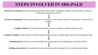 STEPS INVOLVED IN SDS-PAGE
Pouring of resolving gel: Resolving gel poured between glass plates, isopropanol added to remove bubbles, allowed to
solidify, then isopropanol removed.
Pouring of stacking gel: Stacking gel poured over resolving gel, comb inserted, allowed to polymerize, comb removed
carefully.
Loading of ladder: Pre-stained protein ladder of known molecular weight loaded into wells.
Loading of samples: Equal amounts of protein samples loaded carefully; samples appear blue due to bromophenol blue.
Running the gel: Gel placed in running buffer and voltage applied until tracking dye reaches the bottom.
Staining and analysis: Gel washed with water and stained with Coomassie blue to visualize protein bands.
21
 
