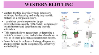 WESTERN BLOTTING
• Western blotting is a widely used laboratory
technique for detecting and analyzing specific
proteins in a complex mixture.
• It combines protein separation by gel
electrophoresis (usually SDS-PAGE) with transfer
to a membrane and detection using specific
antibodies.
• This method allows researchers to determine a
protein’s presence, size, and relative abundance, as
well as to study post-translational modifications.
• Powerful tool in molecular biology, diagnostics,
and proteomics due to its specificity, sensitivity,
and reliability.
23
 