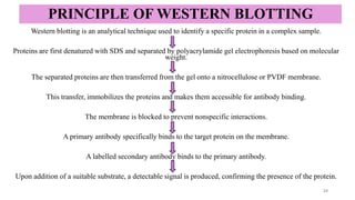 PRINCIPLE OF WESTERN BLOTTING
Western blotting is an analytical technique used to identify a specific protein in a complex sample.
Proteins are first denatured with SDS and separated by polyacrylamide gel electrophoresis based on molecular
weight.
The separated proteins are then transferred from the gel onto a nitrocellulose or PVDF membrane.
This transfer, immobilizes the proteins and makes them accessible for antibody binding.
The membrane is blocked to prevent nonspecific interactions.
A primary antibody specifically binds to the target protein on the membrane.
A labelled secondary antibody binds to the primary antibody.
Upon addition of a suitable substrate, a detectable signal is produced, confirming the presence of the protein.
24
 