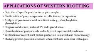 APPLICATIONS OF WESTERN BLOTTING
• Detection of specific proteins in complex samples.
• Confirmation of protein expression in cells, tissues, or organisms.
• Analysis of post-translational modifications (e.g., phosphorylation,
glycosylation).
• Diagnosis of diseases, such as HIV and Lyme disease.
• Quantification of protein levels under different experimental conditions.
• Verification of recombinant protein production in research and biotechnology.
• Studying protein-protein interactions when combined with other techniques.
26
 
