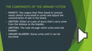 THE COMPONENTS OF THE URINARY SYSTEM
 KIDNEYS: Two organs that filter blood to remove
waste (which is excreted in urine) and adjust the
concentration of salt in the blood.
 URETERS: Either of a pair of ducts that’s carry urine
from the kidneys to the bladder.
 URETHRA: The tube through which urine exits the
bladder.
 URINARY BLADDER: Stores urine until it can be
excreted.
 