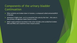 Components of the urinary bladder
Continuation
 When proteins are broken down in humans, a compound called ammonia(NH)3
if formed.
 Ammonia is highly toxic ,so it is converted into urea by the liver , this urea is
the primary nitrogenous waste found in urine.
 Other waste products excreted in the urine includes urine acids(from broken
DNA and RNA) and creatinine (from muscle action)
 