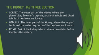 THE KIDNEY HAS THREE SECTION
 CORTEX: The outer part of the kidney, where the
glomerulus, Bowman’s capsule, proximal tubule and distal
tubule of nephrons are located.
 MEDULLA: The inner part of the kidney, where the loop of
henle and the collecting ducts of the nephron are located.
 PELVIS: Part of the kidney where urine accumulates before
it enters the ureters.
 