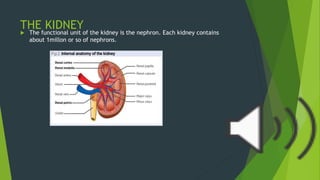 THE KIDNEY
 The functional unit of the kidney is the nephron. Each kidney contains
about 1millon or so of nephrons.
 