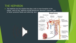 THE NEPHRON
 The nephrons are tiny tubules that play a role in urine formation in the
kidney. parts of the nephrons include glomerulus, Bowman’s capsule , loop
of Henle ,proximal Tubule and collecting duct.
 