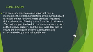 CONCLUSION
 The excretory system plays an important role in
maintaining the overall homeostasis of the human body. It
is responsible for removing waste products ,regulating
fluids balance, and filtering toxins from the bloodstream
.The major organs involved in the excretory system ,such
as the kidneys, bladder , and the skin, work together to
ensure the elimination of harmful substances and
maintain the body’s internal equilibrium.
 