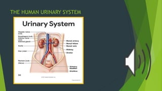 THE HUMAN URINARY SYSTEM
 