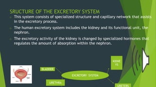 SRUCTURE OF THE EXCRETORY SYSTEM
o This system consists of specialized structure and capillary network that assists
in the excretory process.
o The human excretory system includes the kidney and its functional unit, the
nephron.
o The excretory activity of the kidney is changed by specialized hormones that
regulates the amount of absorption within the nephron.
EXCRETORY SYSTEM
URETERS
KIDNE
YS
URETHRA
BLADDER
 