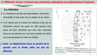 Cours de l'anatomie et physiologie animale | PDF