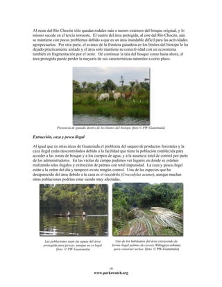 Al oeste del Río Chocón sólo quedan rodales más o menos extensos del bosque original, y lo
mismo sucede en el tercio noroeste. El centro del área protegida, al este del Río Chocón, aún
se mantiene con pocos problemas debido a que es un área inundable difícil para las actividades
agropecuarias. Por otra parte, el avance de la frontera ganadera en los límites del biotopo lo ha
dejado prácticamente aislado y el área sólo mantiene su conectividad con un ecosistema
también en fragmentación por el oeste. De continuar la tala del bosque como hasta ahora, el
área protegida puede perder la mayoría de sus características naturales a corto plazo.




               Presencia de ganado dentro de los límites del biotopo (foto © PW-Guatemala)

Extracción, caza y pesca ilegal

Al igual que en otras áreas de Guatemala el problema del saqueo de productos forestales y la
caza ilegal están descontrolados debido a la facilidad que tiene la población establecida para
acceder a las zonas de bosque y a los cuerpos de agua, y a la ausencia total de control por parte
de los administradores. En las visitas de campo pudimos ver lugares en donde se estaban
realizando talas ilegales y extracción de palmas con total impunidad. La caza y pesca ilegal
están a la orden del día y tampoco existe ningún control. Una de las especies que ha
desaparecido del área debido a la caza es el cocodrilo (Crocodylus acutus), aunque muchas
otras poblaciones podrían estar siendo muy afectadas.




       Las poblaciones usan las aguas del área         Uno de los habitantes del área extrayendo de
      protegida para pescar, aunque no es legal      forma ilegal palmas de corozo (Orbignya cohune)
              (foto © PW-Guatemala)                   para construir techos (foto © PW-Guatemala)




                                                   10
                                         www.parkswatch.org
 