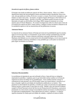 Invasión de especies de flora y fauna exóticas

El biotopo está siendo invadido por especies de flora y fauna exóticas. Pérez et al. (2001)
identificaron dentro del área protegida al menos una planta acuática introducida, Hyparrenia
rufa, otra que podría ser exótica, Eichornia crassipes, y un pez, Parachromis managüense, que
tampoco es nativo de la zona. Así mismo, en algunos lugares del bosque es fácil observar un
pasto exótico llamado Napier. Hydrilla verticillata, una planta acuática invasora, ha sido
detectada en la parte sur del Golfete (Arrivillaga, 2002), aunque de momento no se tiene
reportes para el Chocón Machacas. No existen investigaciones sobre los efectos para el área de
la existencia de especies de flora y fauna exótica, y tampoco existen inventarios exhaustivos de
la cantidad de especies ni de las características de las poblaciones invasoras.

Amenazas futuras

La mayoría de las amenazas futuras al biotopo provienen de la posibilidad de que las actuales
sigan en el nivel que están o se incrementen, lo que traería consigo la desaparición casi total
del área en pocos años. Existen evidencias suficientes como para indicar que el Chocón
Machacas está fallando ya en la conservación de la diversidad biológica, y en el caso de que no
se pongan medidas correctivas inmediatas es muy probable que a corto plazo no merezca la
pena seguir invirtiendo en el biotopo.




                 Vista de una de las lagunas que hay en el sureste (foto © PW-Guatemala)

Soluciones Recomendables

Los problemas de depredación que está sufriendo la flora y fauna del área se mitigarían
mejorando las patrullas y vigilancia, para lo que haría falta realizar cambios en la forma de
organizar los turnos de trabajo de los guardabosques. Estos cambios traerían consigo la
contratación de más personal, con el fin de poder contar con control diurno y nocturno en el
área y de poder vigilar las actividades de la población establecida en su interior. Para
garantizar la efectividad de las patrullas, se tendría que contar con personal con capacidad de
realizar arrestos y portar armas, lo que ahora no existe. Debido a que esta función la debería
cumplir la Policía Nacional a través del Servicio de Protección de la Naturaleza, su presencia
permanente en el área traería consigo la necesidad de realizar inversiones en infraestructura y
un fondo para el desplazamiento y otras operaciones de control y vigilancia. Lo anterior
significa aumentar los fondos para actividades de cuidado y vigilancia al menos al doble.

                                                   11
                                        www.parkswatch.org
 