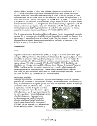 El suelo del área protegida es calizo, poco profundo y en general con mal drenaje (CECON,
sf). El paisaje, entre plano y ligeramente ondulado en la mayoría del biotopo, alcanza sus
mayores alturas en la ribera oeste del Río Chocón y en el este, donde hay una serie de cerros
que se extienden más allá de los límites del área protegida. Las partes más bajas están a 10 m
sobre el nivel de mar y las más altas llegan a 280 m (CDC/CECON, 1995). El clima es cálido
y muy húmedo, con estaciones no bien marcadas, aunque durante los meses de enero a abril las
lluvias tienden a disminuir. Las precipitaciones medias anuales son algo superiores a los 5.700
mm, con variaciones que llegan a oscilar entre 3.000 mm y los 6.000 mm (CECON, sf.). La
temperatura media es de 27° C, con variaciones de hasta 9° C entre la máxima y la mínima,
que en las épocas más frías no suelen bajar de 18° C (CDC/CECON, 1995).

Una de las características destacables del Biotopo Protegido Chocón Machacas es la presencia
de agua. En su interior tiene un río, el Chocón, que divide el área protegida por el centro, siete
ríos menores (a los que localmente se les llama “creekes”) y cinco lagunas. Los terrenos
planos del área se inundan durante una parte del año, en sus límites se encuentran el Río
Ciénega, al oeste, y el Río Dulce, al sur.

Biodiversidad

Flora

Según la clasificación de Dinerstein et al. (1995), el biotopo se encuentra dentro de la región
ecológica del Bosque Húmedo del Atlántico de Centroamérica. La vegetación, típica de zonas
inundables en la mayoría del área, es heterogénea y está compuesta por un alto número de
familias adaptadas a los diferentes ambientes acuáticos. Los terrenos sujetos a inundación
ocupan más del 50% del área protegida (FUNDAECO/CECON, 2001). Los hábitat más
abundantes son el bosque bajo inundable, el bosque alto, y el bosque de manglar (Pérez et al.,
2001). En el área también son notables las asociaciones vegetales relacionadas con los
numerosos cuerpos de agua que contiene. Una parte importante del biotopo están muy
intervenida por la acción humana, y el bosque está siendo sustituido por pastizales y terrenos
agrícolas. En el área hay varias ocupaciones humanas ilegales.

Bosque bajo inundable
El bosque bajo inundable crece en lugares sujetos a inundaciones periódicas, en lugares de
pantanos, que localmente se conocen como “suampos,” normalmente en los alrededores de los
ríos y en las cercanías de las lagunas que hay en la parte sur del biotopo. Se trata de un bosque
de mediana altura, con árboles de entre 15 y 20 m
y la presencia ocasional de algunos individuos
que sobresalen de las copas. En muchos lugares
el dosel es ralo, lo que da lugar a que se desarrolle
un sotobosque denso y enmarañado con presencia
abundante de palmas. Especies arbóreas
predominantes son el barillo (Symphonia
globulifera) el Santa María (Calophyllum
brasiliense) y el zapotón (Pachira aquatica)
(CONAP, sf), con presencia en el sotobosque de
corozo (Orbignya cohune) y Cyclanthus sp.
                                             Un detalle del dosel del bosque bajo (foto © PW-Guatemala)




                                                3
                                      www.parkswatch.org
 
