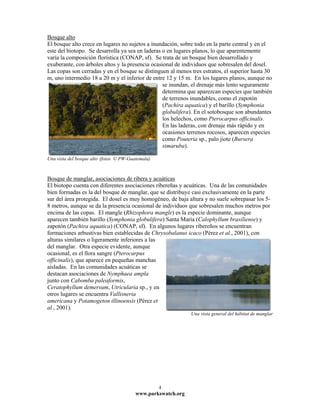 Bosque alto
El bosque alto crece en lugares no sujetos a inundación, sobre todo en la parte central y en el
este del biotopo. Se desarrolla ya sea en laderas o en lugares planos, lo que aparentemente
varía la composición florística (CONAP, sf). Se trata de un bosque bien desarrollado y
exuberante, con árboles altos y la presencia ocasional de individuos que sobresalen del dosel.
Las copas son cerradas y en el bosque se distinguen al menos tres estratos, el superior hasta 30
m, uno intermedio 18 a 20 m y el inferior de entre 12 y 15 m. En los lugares planos, aunque no
                                                  se inundan, el drenaje más lento seguramente
                                                  determina que aparezcan especies que también
                                                  de terrenos inundables, como el zapotón
                                                  (Pachira aquatica) y el barillo (Symphonia
                                                  globulifera). En el sotobosque son abundantes
                                                  los helechos, como Pterocarpus officinalis.
                                                  En las laderas, con drenaje más rápido y en
                                                  ocasiones terrenos rocosos, aparecen especies
                                                  como Pouteria sp., palo jiote (Bursera
                                                  simaruba).

Una vista del bosque alto (fotos © PW-Guatemala)



Bosque de manglar, asociaciones de ribera y acuáticas
El biotopo cuenta con diferentes asociaciones ribereñas y acuáticas. Una de las comunidades
bien formadas es la del bosque de manglar, que se distribuye casi exclusivamente en la parte
sur del área protegida. El dosel es muy homogéneo, de baja altura y no suele sobrepasar los 5-
8 metros, aunque se da la presencia ocasional de individuos que sobresalen muchos metros por
encima de las copas. El mangle (Rhizophora mangle) es la especie dominante, aunque
aparecen también barillo (Symphonia globulifera) Santa María (Calophyllum brasiliense) y
zapotón (Pachira aquatica) (CONAP, sf). En algunos lugares ribereños se encuentran
formaciones arbustivas bien establecidas de Chrysobalanus icaco (Pérez et al., 2001), con
alturas similares o ligeramente inferiores a las
del manglar. Otra especie evidente, aunque
ocasional, es el llora sangre (Pterocarpus
officinalis), que aparece en pequeñas manchas
aisladas. En las comunidades acuáticas se
destacan asociaciones de Nymphaea ampla
junto con Cabomba paleaformis,
Ceratophyllum demersum, Utricularia sp., y en
otros lugares se encuentra Vallisneria
americana y Potamogeton illinoensis (Pérez et
al., 2001).
                                                              Una vista general del hábitat de manglar




                                                   4
                                         www.parkswatch.org
 