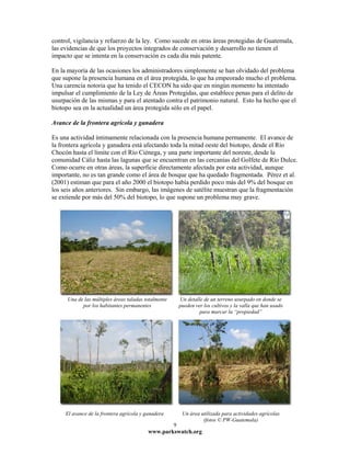 control, vigilancia y refuerzo de la ley. Como sucede en otras áreas protegidas de Guatemala,
las evidencias de que los proyectos integrados de conservación y desarrollo no tienen el
impacto que se intenta en la conservación es cada día más patente.

En la mayoría de las ocasiones los administradores simplemente se han olvidado del problema
que supone la presencia humana en el área protegida, lo que ha empeorado mucho el problema.
Una carencia notoria que ha tenido el CECON ha sido que en ningún momento ha intentado
impulsar el cumplimiento de la Ley de Áreas Protegidas, que establece penas para el delito de
usurpación de las mismas y para el atentado contra el patrimonio natural. Esto ha hecho que el
biotopo sea en la actualidad un área protegida sólo en el papel.

Avance de la frontera agrícola y ganadera

Es una actividad íntimamente relacionada con la presencia humana permanente. El avance de
la frontera agrícola y ganadera está afectando toda la mitad oeste del biotopo, desde el Río
Chocón hasta el límite con el Río Ciénega, y una parte importante del noreste, desde la
comunidad Cáliz hasta las lagunas que se encuentran en las cercanías del Golfete de Río Dulce.
Como ocurre en otras áreas, la superficie directamente afectada por esta actividad, aunque
importante, no es tan grande como el área de bosque que ha quedado fragmentada. Pérez et al.
(2001) estiman que para el año 2000 el biotopo había perdido poco más del 9% del bosque en
los seis años anteriores. Sin embargo, las imágenes de satélite muestran que la fragmentación
se extiende por más del 50% del biotopo, lo que supone un problema muy grave.




      Una de las múltiples áreas taladas totalmente       Un detalle de un terreno usurpado en donde se
            por los habitantes permanentes                pueden ver los cultivos y la valla que han usado
                                                                   para marcar la “propiedad”




     El avance de la frontera agrícola y ganadera          Un área utilizada para actividades agrícolas
                                                                    (fotos © PW-Guatemala)
                                                      9
                                          www.parkswatch.org
 