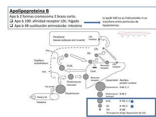 Apolipoproteina B
Apo b 2 formas cromosoma 2 brazo corto.
 Apo b 100: afinidad receptor LDL: hígado
 Apo b 48 sustitución aminoácido: intestino
Principal en dirigir depuracion de LDL
la apoB-100 no es hidrosoluble ni se
transfiere entre partículas de
lipoproteínas.
 