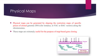 Mapping Method For Biology Gene Mapping: Principles, Methods and Applications in Genetics | PPTX
