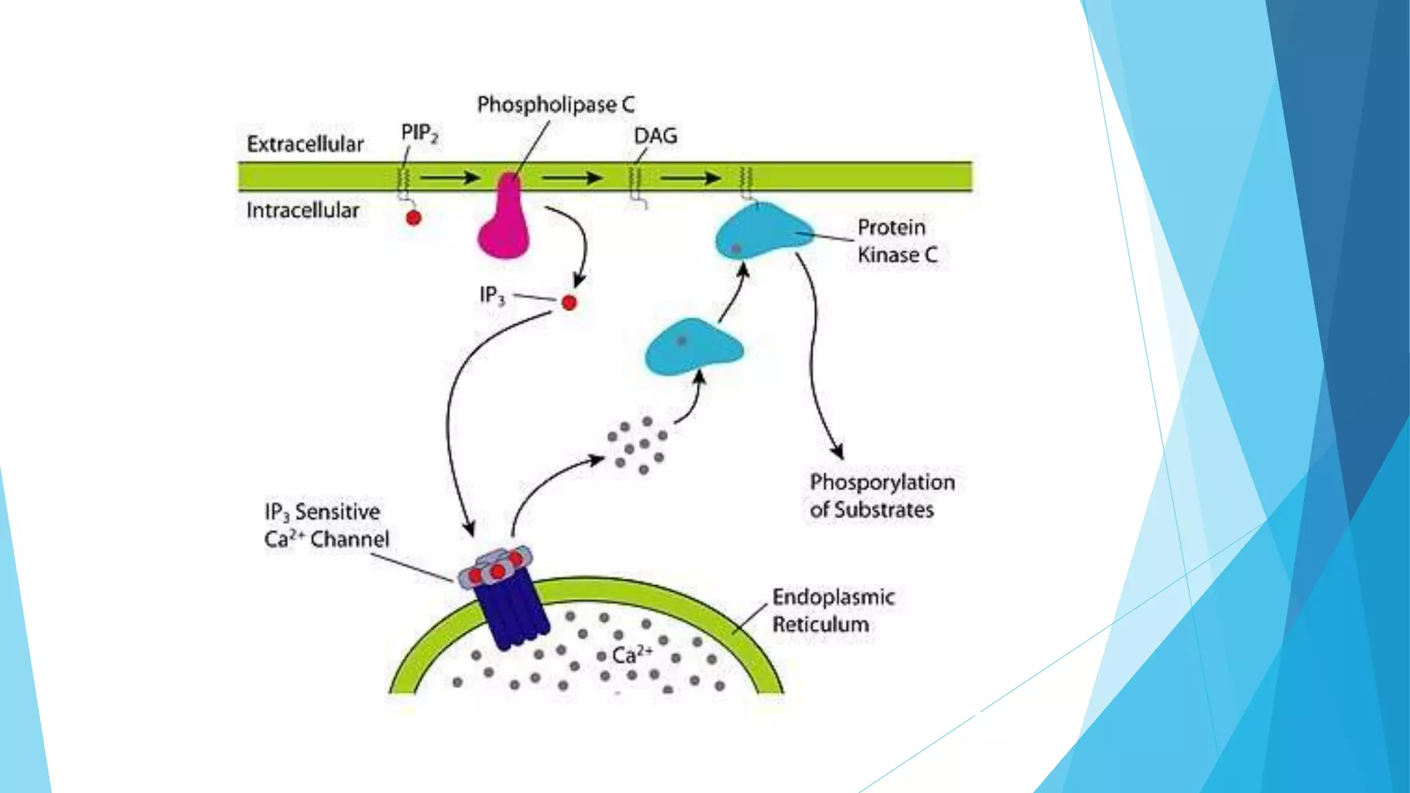 Cell Signalling and Secondary messengers | PPTX